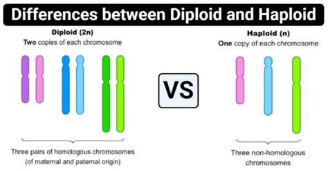 Diploid Vs Haploid 12 Major Differences Examples