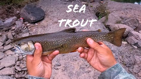 Chasing Sea Trout New Brunswick Canada Fishing Seatrout Youtube