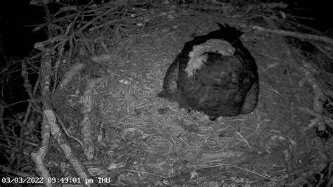 Dale Hollow Eagle Camera Live Stream - YouTube