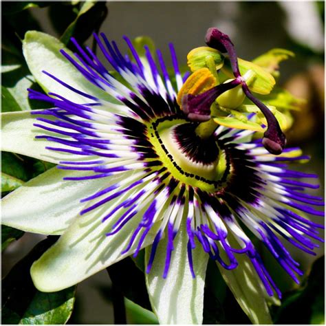 Blue passion flower seed (Passiflora caerulea) - Price €2.25