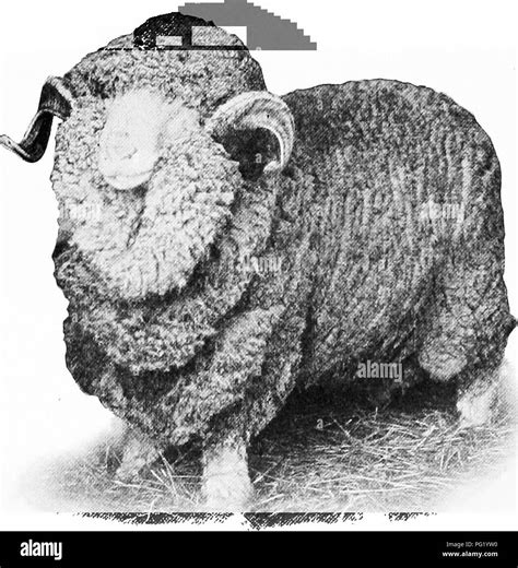 Merino sheep Black and White Stock Photos & Images - Alamy