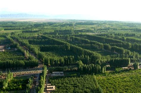 China Claims World S Planted Forest Record Chinadaily Cn