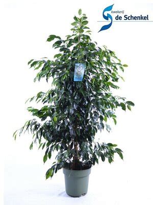 Ficus Benj Danielle Pot 27 Cm H 140 Cm Tuincentrum Bull