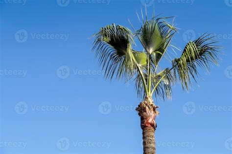 Palm tree and blue sky 14786014 Stock Photo at Vecteezy