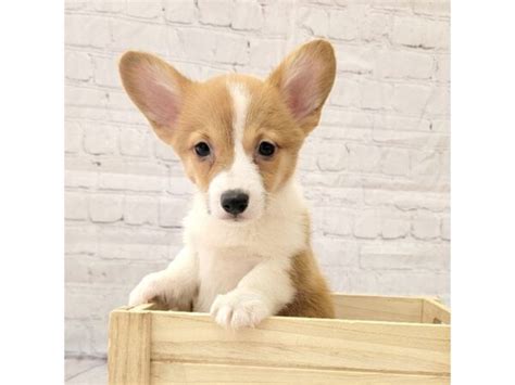 Pembroke Welsh Corgi Puppy Sable White Id1054 Located At Petland