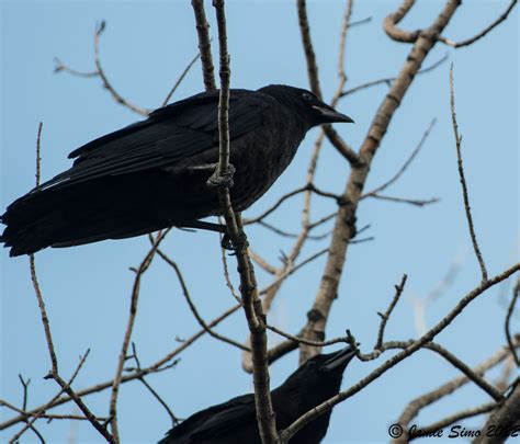 American Crow Fledgling With Parent Ironekilz Flickr