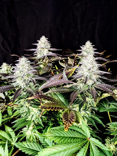 Mimosa Feminized Cannabis Seeds Pure Instinto