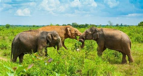 Safari in Sri Lanka - 9 days | Exploreo