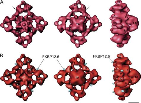 Three Dimensional Visualization Of FKBP12 6 Binding To An Open