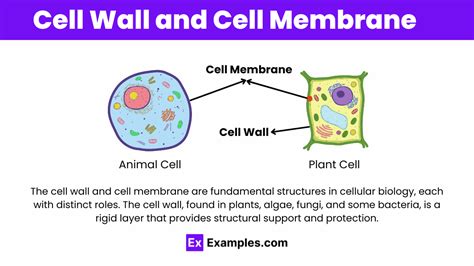 Cell Wall And Cell Membrane Cell Wall Cell Membrane Difference