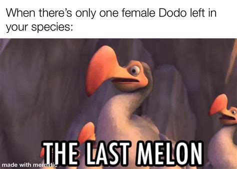 Dodo Birds Be Like Rdankmemes