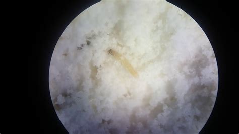 ephestia kuehniella youtube