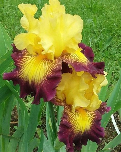 Жёлтые ирисы . | Iris flowers garden, Iris flowers, Iris garden
