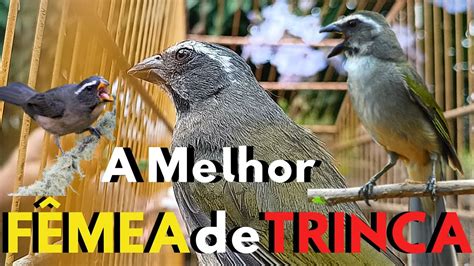 FÊMEA DE TRINCA FERRO E DE PIXARRO MACHEANDO E PIANDO E CHAMANDO PARA