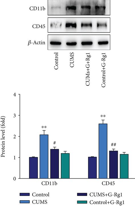 Ginsenoside Rg1 Suppresses Glial Activation And Inflammatory Cytokine