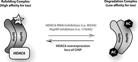 Chip And Hdac Levels Modulate Hsp Chaperone Complex Schematic