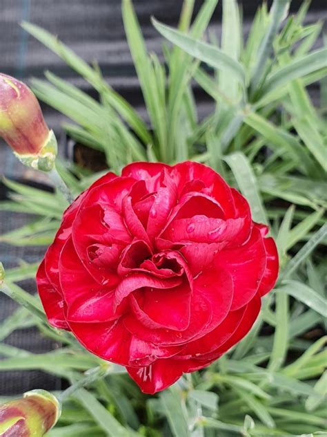 Dianthus Scent First Passion Shop Dianthus Proctors Nursery