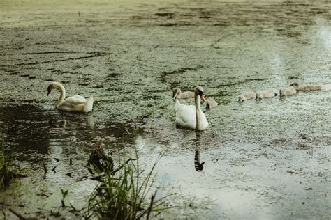 Free picture: bird family, swan, natural habitat, birds, wildlife ...