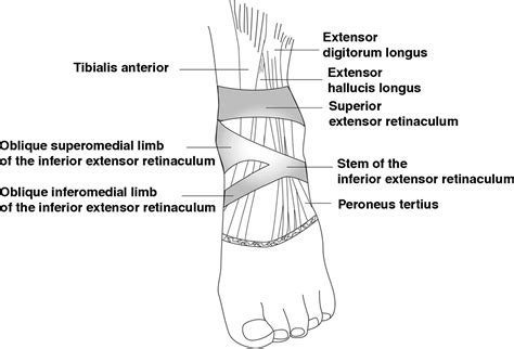 Superior Extensor Retinaculum