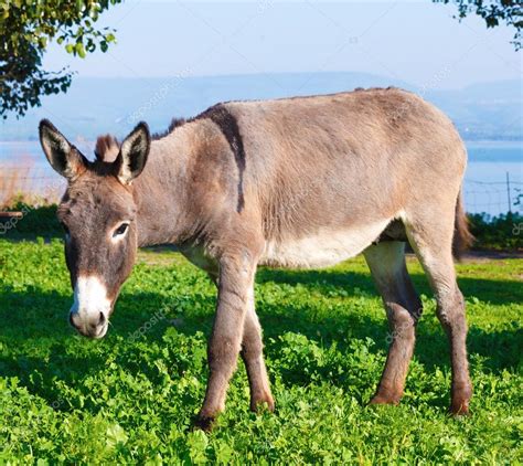 Cute Donkey Stock Photo By Rostislavv