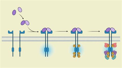 Molecular Targeted Therapies Mathematics In Medicine