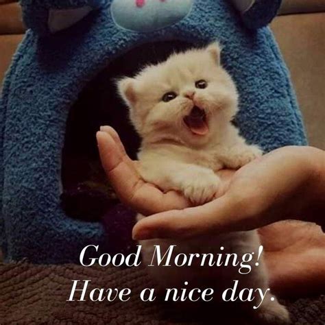 Good Morning Kittens Cutest Cute Baby Animals Cute Cats