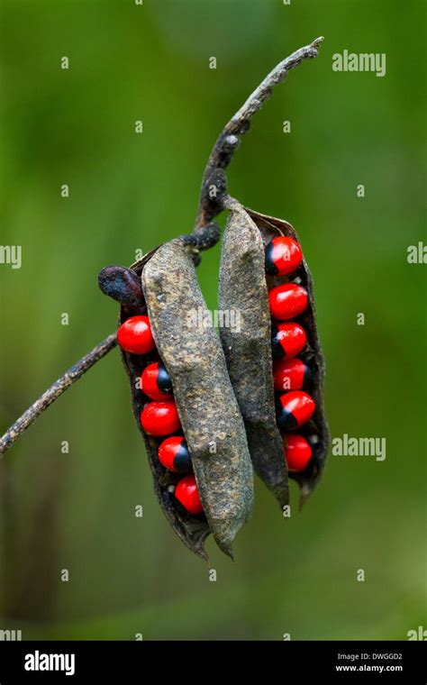 Crabs Eye Abrus Precatorius Seed Pods Hickeys Creek Mitigation