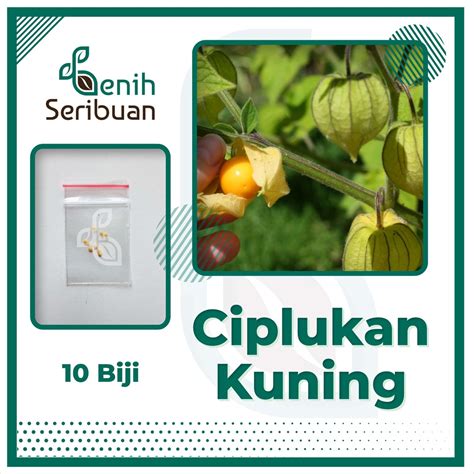 Jual Benih Seribuan 10 Bibit Buah Ciplukan Kuning Golden Berries