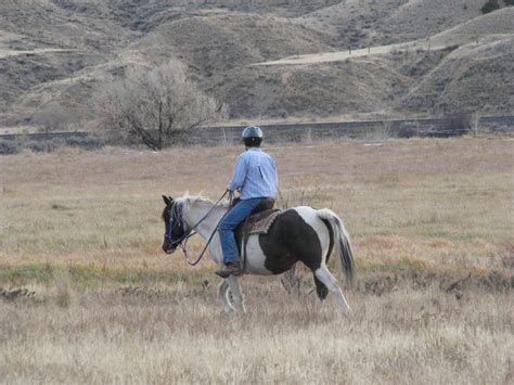 North American Curly Horses - MARS Ranch