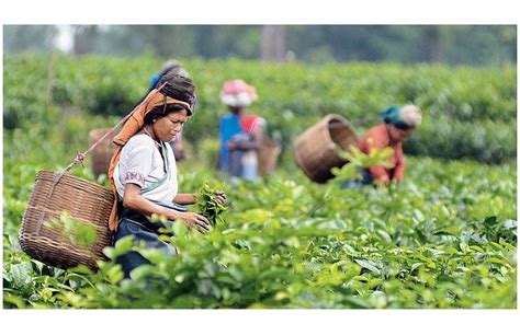 Tea Gardens In Assam Can Diversify Into Other Activities