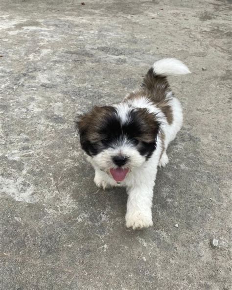 Shih poo puppies for sale/Shih poo puppies for sale near me