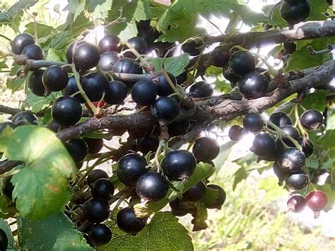 Смородина чёрная Сеянец голубки - ОПХ "Минусинское"