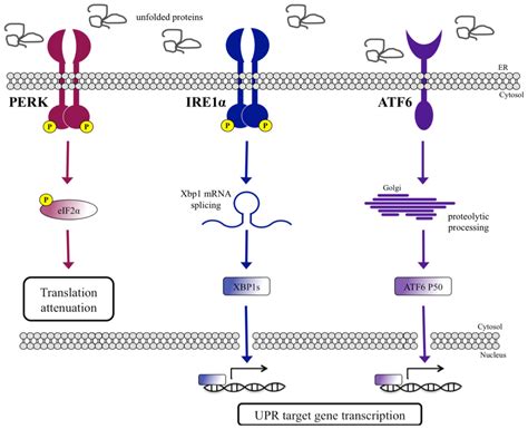 Upr Signal Activation By Luminal Sensor Domains