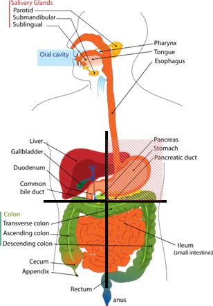 Abdominal Pain, Pictures, Quadrants, Severe Abdomen Pain Causes ...