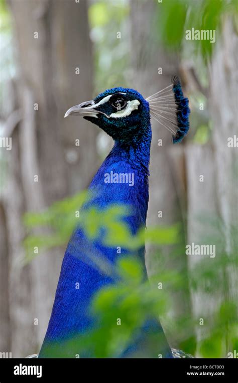 Indian Peafowl Pavo Cristatus Peacock Stock Photo Alamy