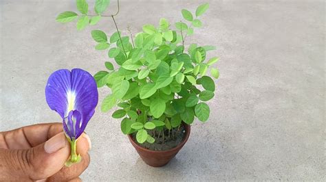 How To Grow Aparajita Blue Pea Plant Butterfly Pea Plant Easily