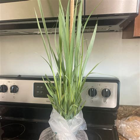 Propagating Your Lemon Grass: Step-by-Step Guide