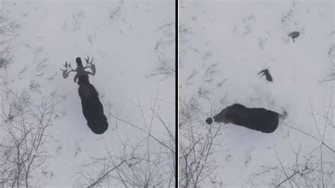 Rare Video Shows Bull Moose Shedding Its Antlers It Has 16 Million Views Trendradars India