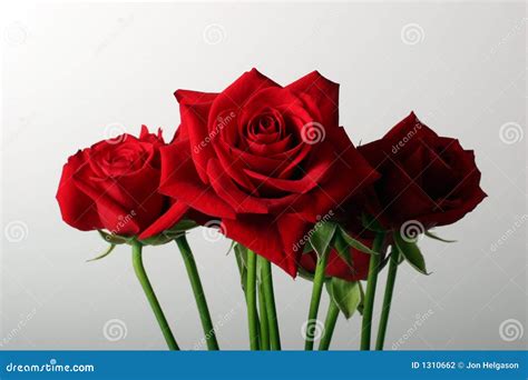 Bundle Of Roses Stock Photography - Image: 1310662