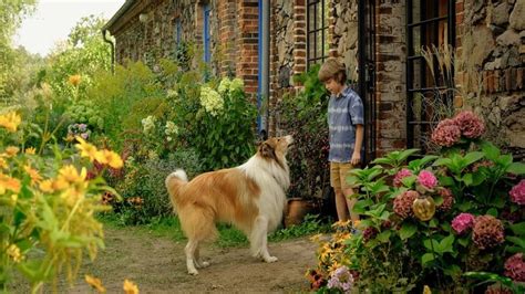 Lassie Una Nuova Avventura Streaming ITA In HD Altadefinizione Nuovo