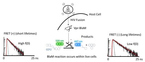 Quantitative Fret Flim Blam To Assess The Extent Of Hiv 1 Fusion In Live Cells Abstract