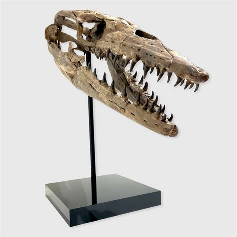 Thoughts on this Mosasaurus Skull ? - Is It Real? How to Recognize Fossil Fabrications - The ...