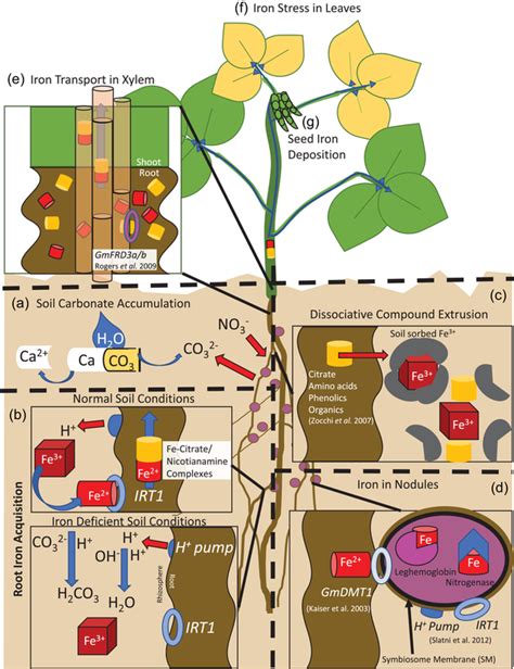 The Physiology Of Iron Deficiency Movement And Utilization In