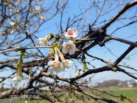 チョウジザクラ 桜図鑑｜公益財団法人日本花の会