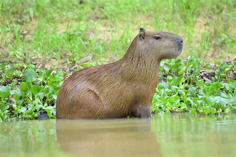 Water Pollution Effects On Animals