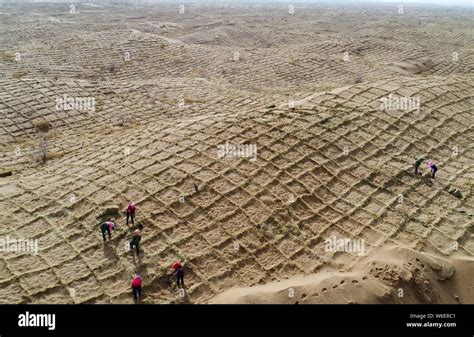 Anti Desertification Volunteers Strengthen A Straw Checkerboard Sand