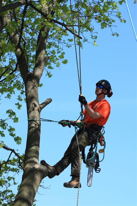 Arborists Accidents What You Should Know About Arborist Safety