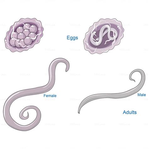 Ascaris Lumbricoïdes Vector Scientific Illustration Scientific