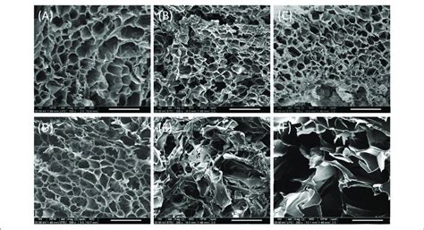 Sem Images In Cross Section Of Gelatin Based Scaffolds Crosslinked