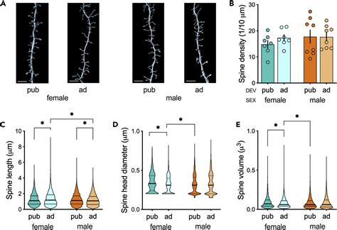 Sex Specific Divergent Maturational Trajectories In The Postnatal Rat